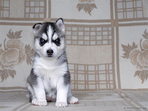 Александр Семенов